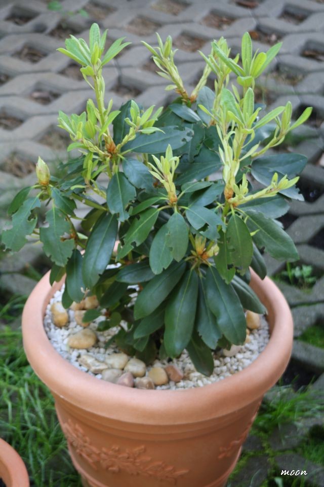 rododendron